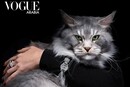Арабський Vogue показав фото прикрас на котах